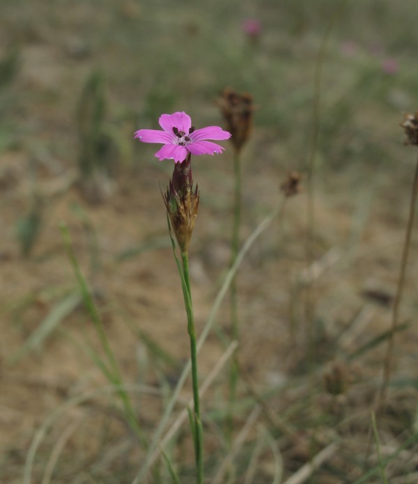 Dianthus carthusianorum